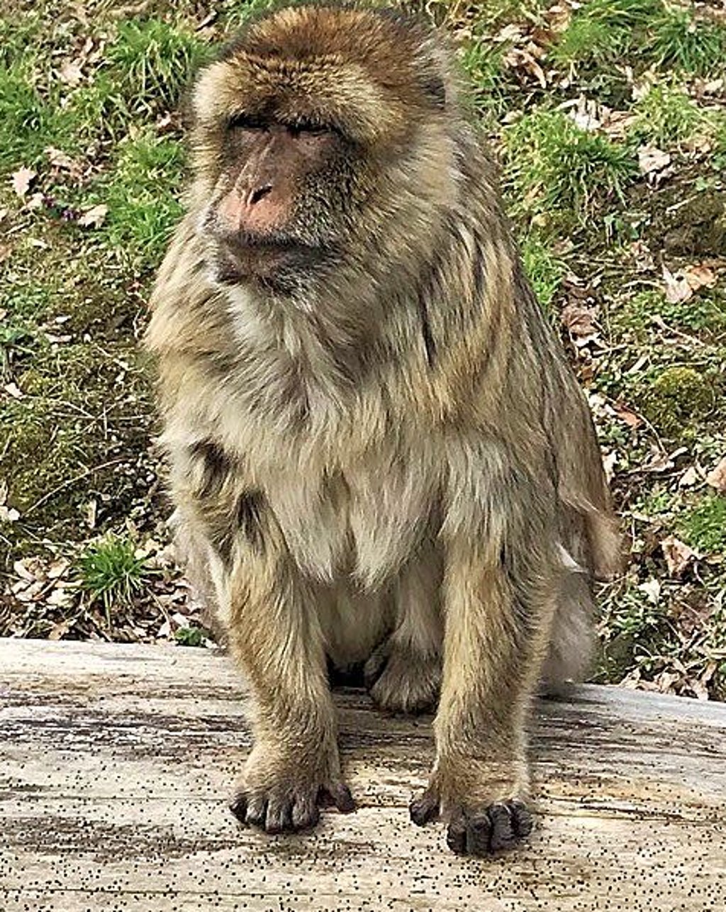 Ein Berber-Affe: Seine Kollegen und er stibitzen auch schon mal das Essen der Besucher.