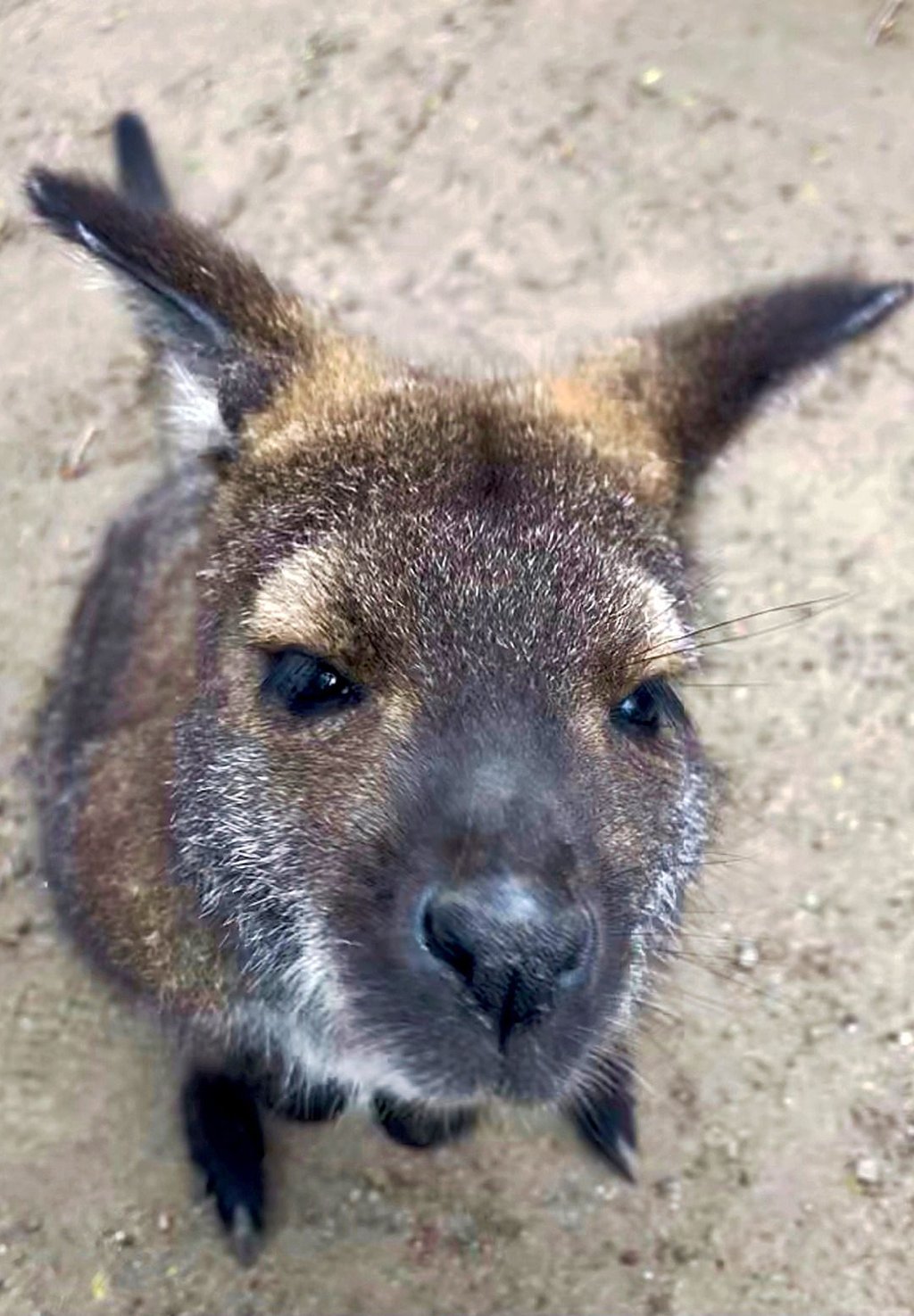 Känguru Joey wurde von Hand aufgezogen. Daher ist das Bennett-Känguru besonders zutraulich.