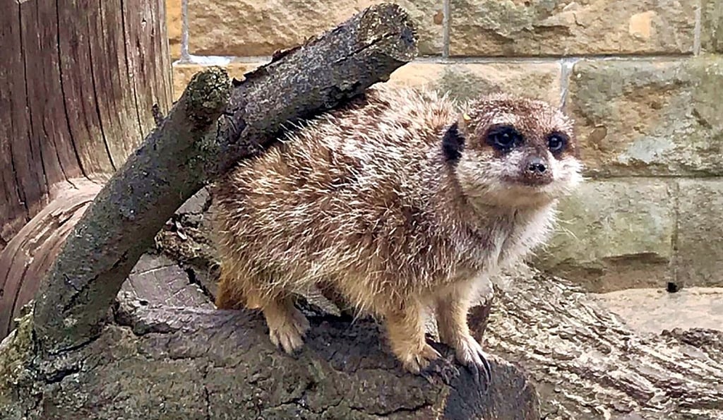 Putzig und flink: Die Erdmännchen im Tiergarten Halberstadt sind bei Besuchern beliebt.