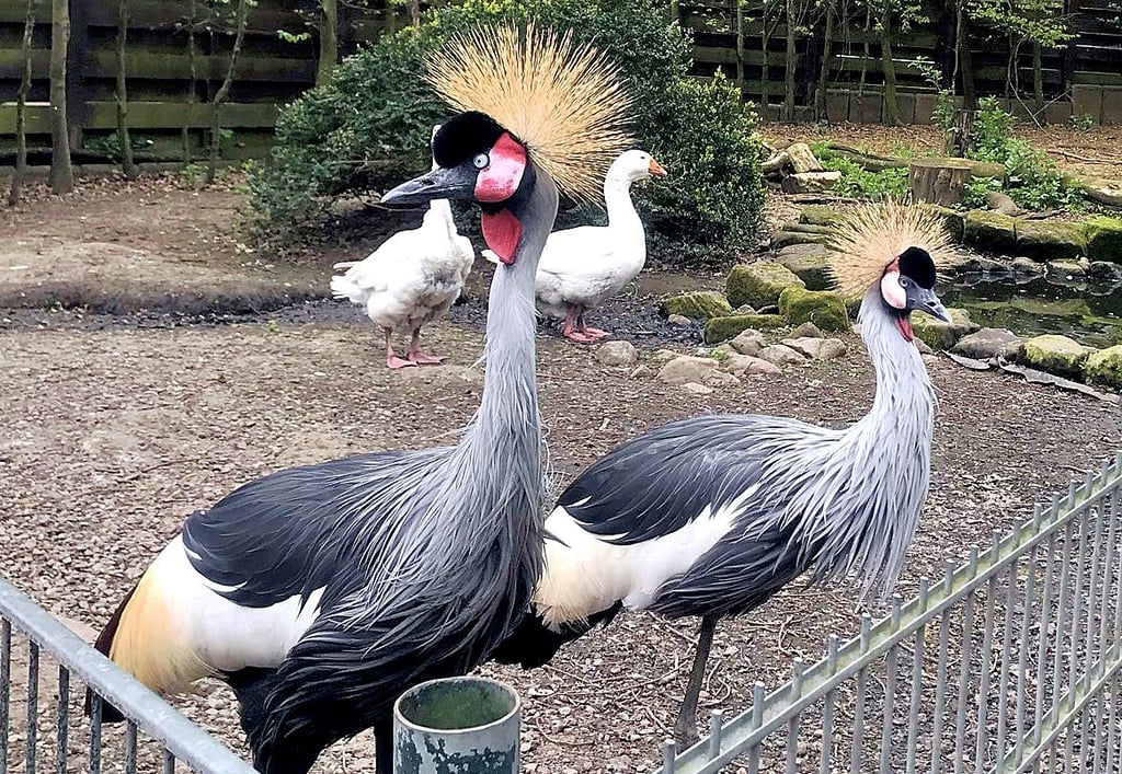 Die Kronenkraniche teilen sich das Gehege im Halberstädter Tiergarten unter anderem mit den Gänsen.