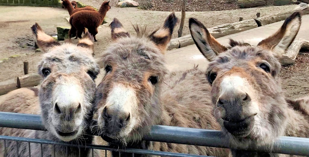Herzlich willkommen in Tiergarten Halberstadt. Dessen Bewohner, wie hier das Esel-Trio, dürfen nicht nur bestaunt, sondern am Gehege auch gestreichelt werden.