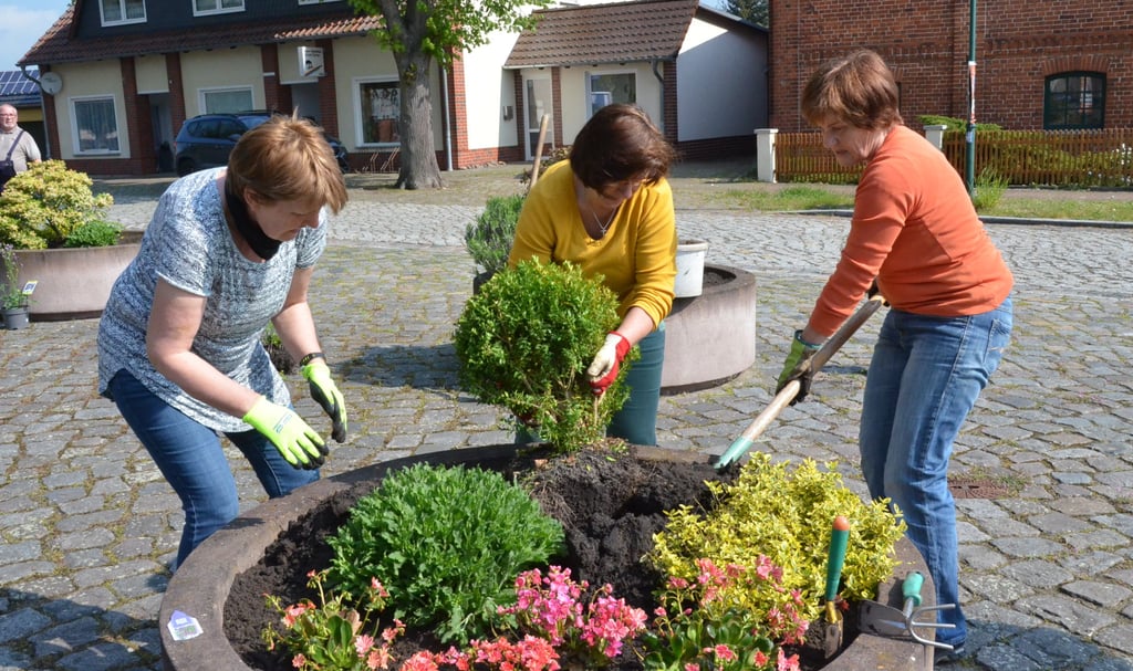 Steffi Dreweck, Marion Volkmer und Martina Haertel bepflanzen einen Kübel auf dem Klietzer Kirchplatz.