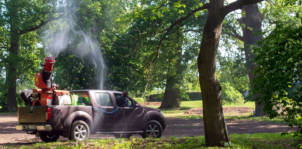 In Magdeburg wird in den nächsten Tagen wieder vorbeugend gegen den Eichenprozessionsspinner gesprüht.