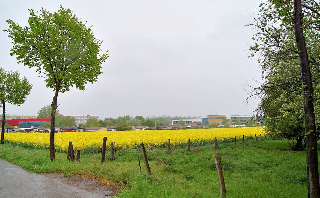 Das Stadion soll nach neuesten Plänen hinter das Rapsfeld und Streuobstwiese rücken.