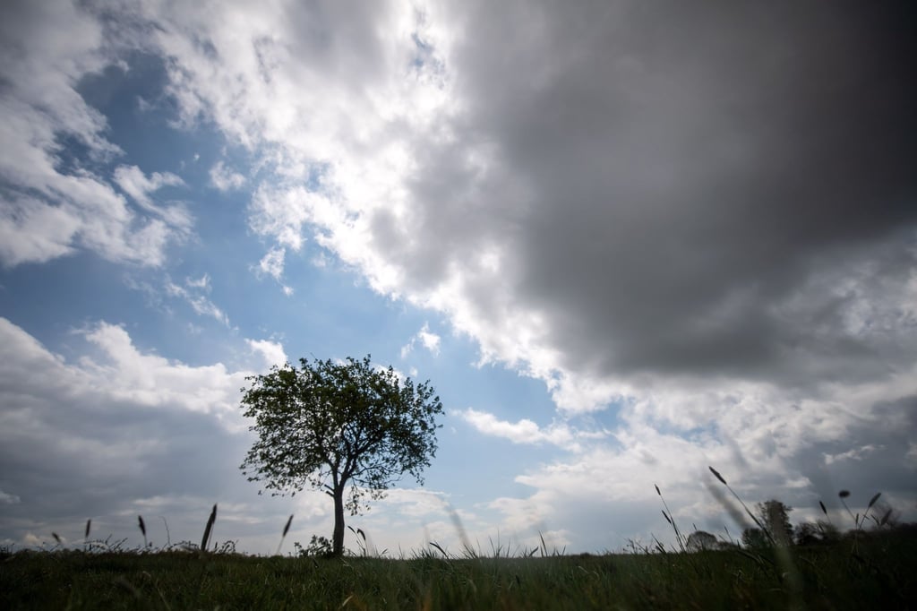 Dunkle Wolken ziehen am Himmel über einen Baum hinweg.