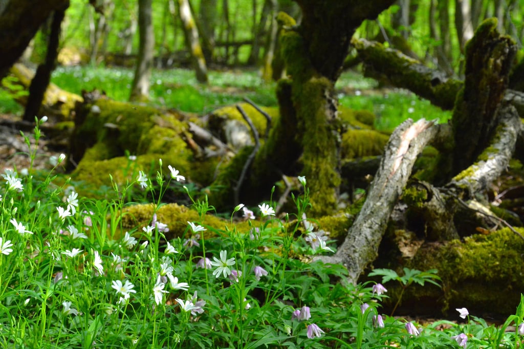 Lindenwald bei Colbitz im Frühling.