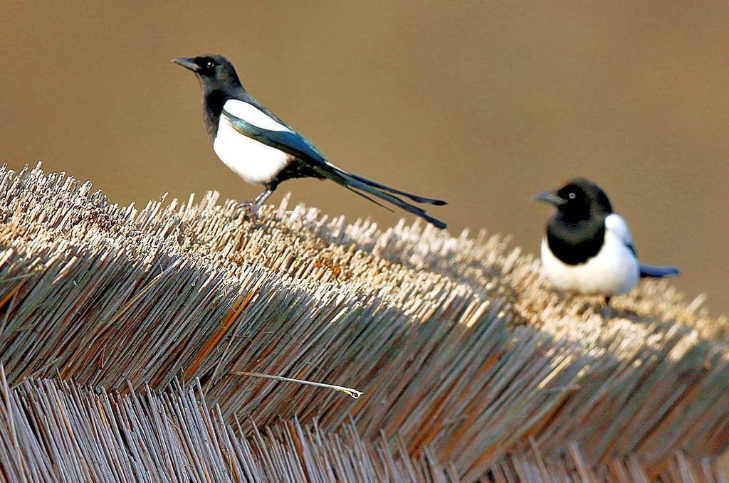 Elstern sind intelligente Vögel - und Nesträuber.