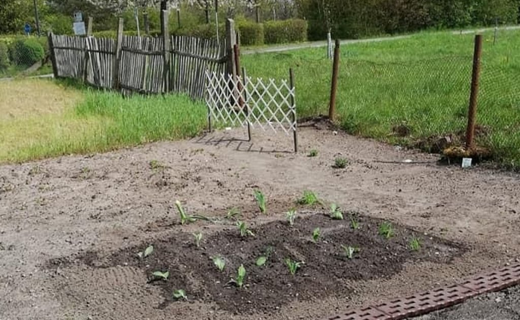 Im Jugendgarten Flechtingen sind nach mühsamen Erschließungsarbeiten die ersten Beete entstanden und bepflanzt.