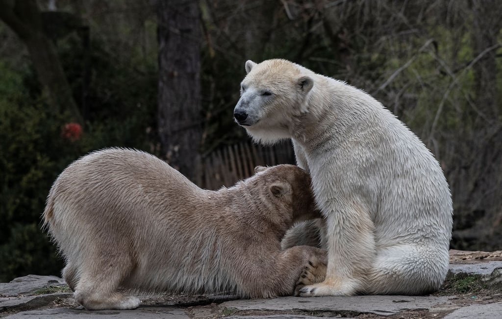 Eisbär-Nachwuchs Hertha (links) stärkt sich in ihrem Gehege im Tierpark bei Mutter Tonja. Diese soll nun erst einmal keinen Nachwuchs mehr bekommen.