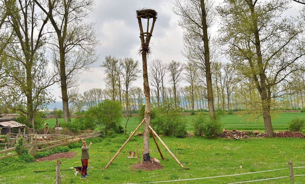 Mit Biber- und fachmännischer Hilfe geschaffen: das Storchennest von Familie Bendix in Bottendorf.