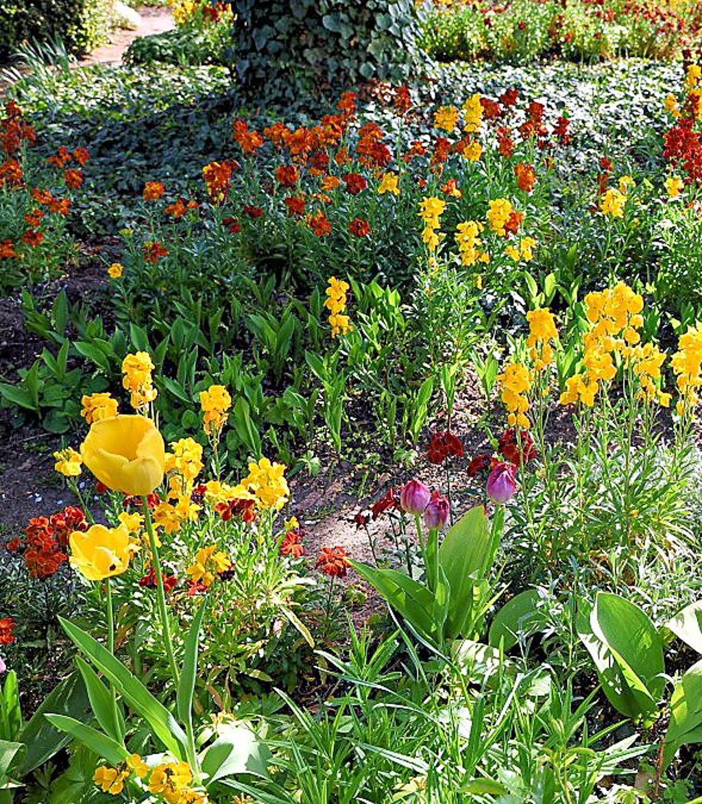 Blumenpracht bei Hartmut Rauchfuß