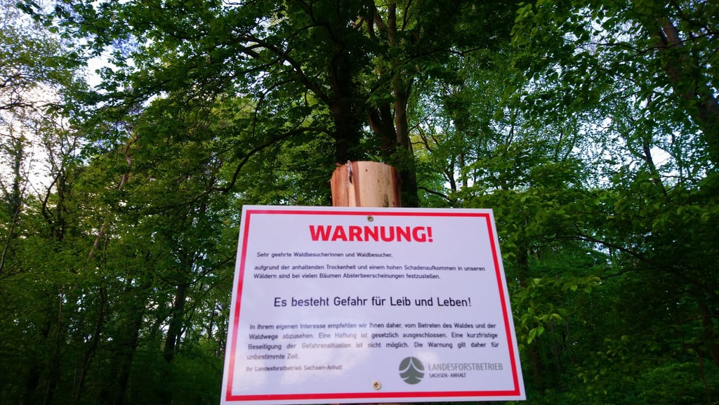 Gefahr für Leib und Leben: In den Wäldern Sachsen-Anhalts sollte der Blick der Spaziergänger ab und an nach oben gehen. Es drohen Astabbrüche.