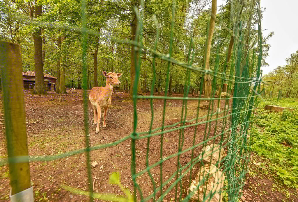 Der Zaun vom Wildgehege im Hermannseck war Anfang April zerstört worden. Das Loch ist geflickt und die ausgebüxten Tiere sind wieder da.