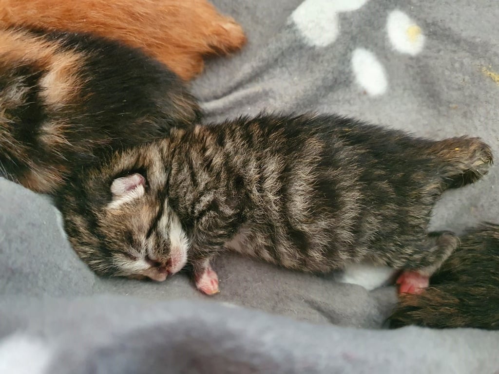 Wenige Tage alt, von der Mutter verstoßen und hungrig sind die Katzenbabys.