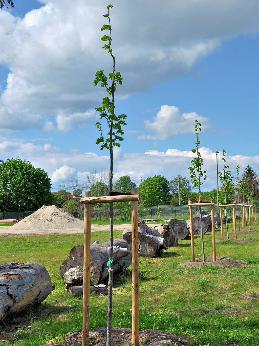 Zahlreiche Neuanpflanzungen von Bäumen, Sträuchern, Stauden und Blumen fanden im Frühjahr in vielen Ortsteilen der Einheitsgemeinde statt. Auf dem Bauhof der Stadtverwaltung an der Letzlinger Landstraße wurde eine kleine Lindenallee angelegt.