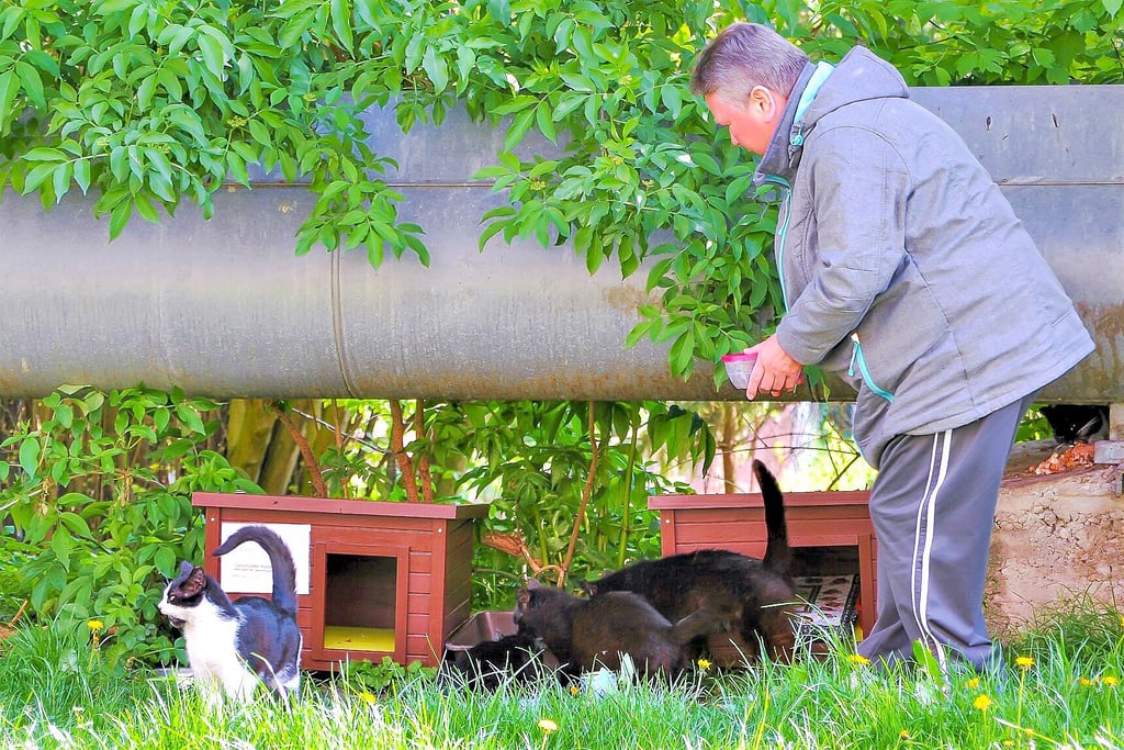 Die offizielle Katzenfutterstelle in der Wanzleber Goethestraße wird von Sigrid Friese (im Bild) und Andrea Schmidt im Auftrag des Bündnises für Tiere Magdeburg betreut.