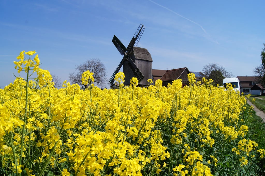 Auerbachs Mühle