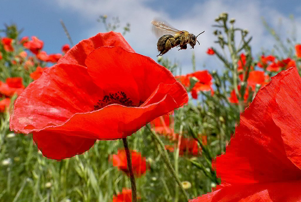 Köstlicher Klatschmohn: Die Blume des Jahres 2017 liefert reichlich Pollen für Bienen.