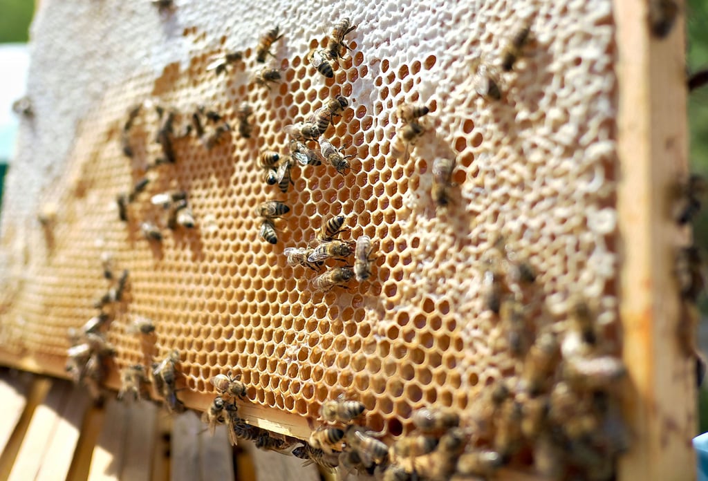 Ein gesundes Bienenvolk in Salzwedel.