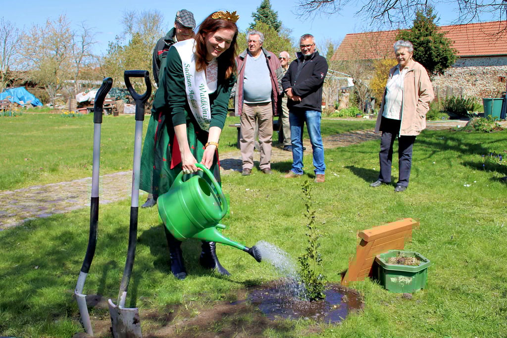 Sachsen-Anhalts Waldkönigin Christiane Heinrichs-Vogel hat die junge Stechpalme auf der Allee der Bäume des Jahres mit reichlich Wasser versorgt.