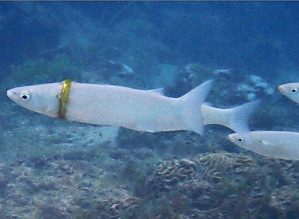 Beim Schnorcheln hat eine australische Bloggerin und Umweltschützerin den Fisch mit goldenem Ehering entdeckt.