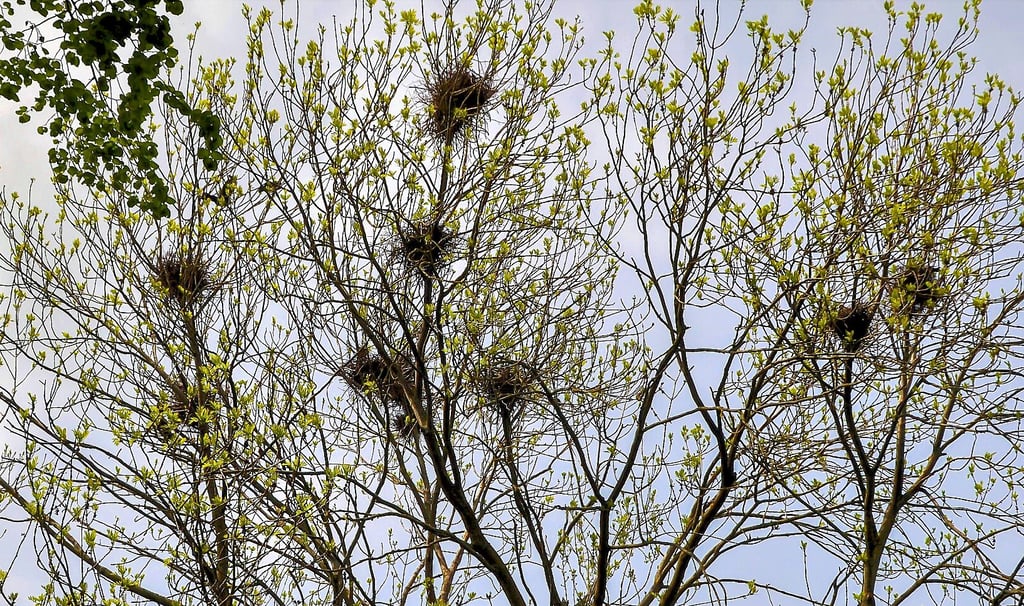 Viele Saatkrähen sind nach Einstellung der Vergrämungsmaßnahmen auf dem Friedhof zurückgekehrt und nisten wie gewohnt weiter.