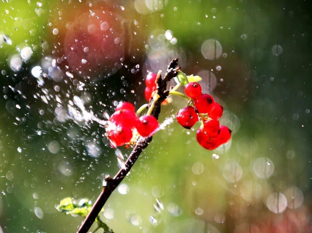 Manche Pflanzen brauchen viel Wasser, andere wenig - bei vielen automatischen Bewässerungen kann man solche Dinge einstellen.