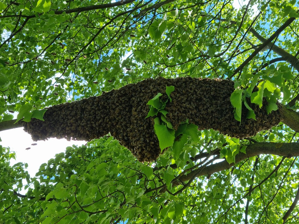 Imposant: Das Bienenvolk in einem Baum im Magdeburger Stadtteil Ottersleben.