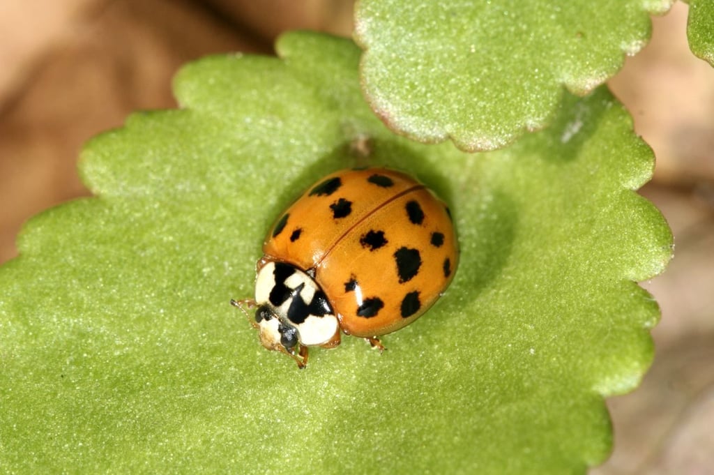 Asiatischer Marienkäfer
