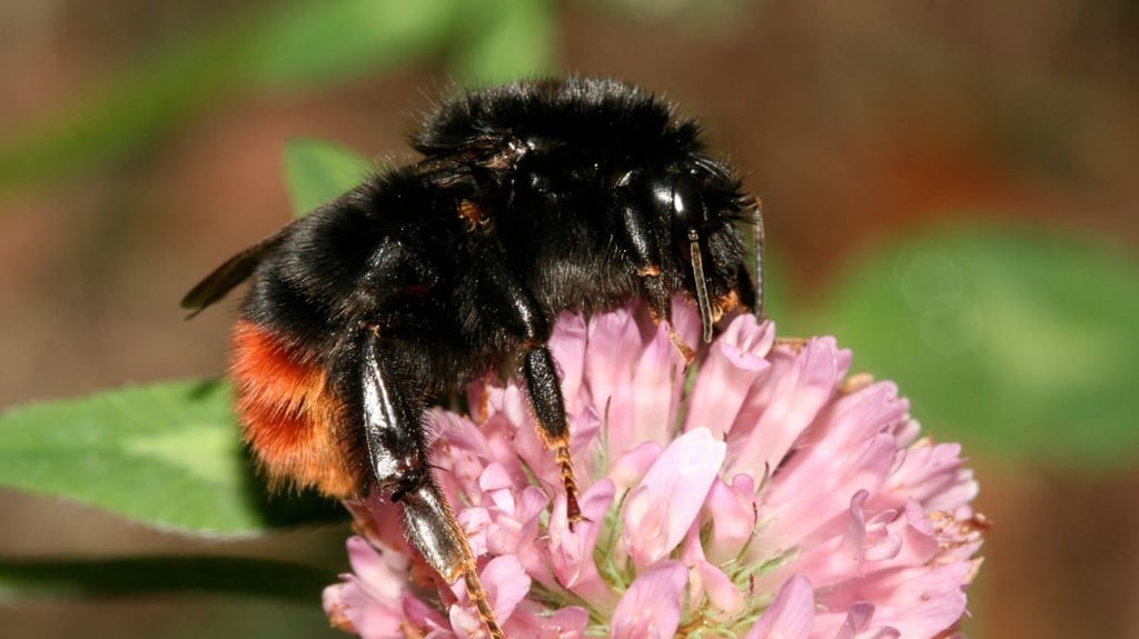 Die Steinhummel ist an ihrem samtschwarzen Körper und einer rotbraunen Spitze am Hinterleib zu erkennen.