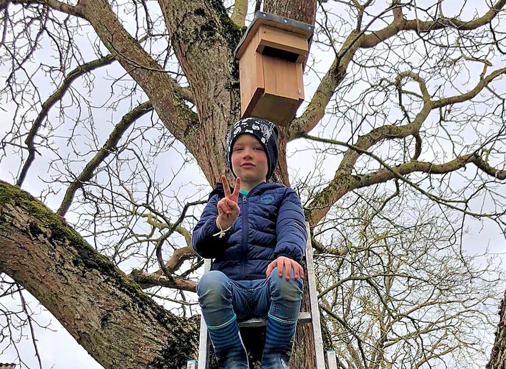 Hoch oben auf der Leiter präsentiert Jannes Meerboth aus Wenze den neuen Nistkasten am Baum.