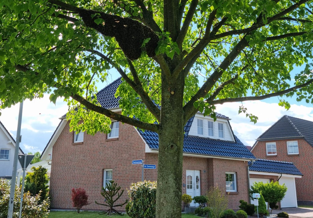 Ein Bienenschwarm ließ sich in einem Baum im Magdeburger Stadtteil Ottersleben nieder und bildete ein dickes Knäuel an einem Ast.