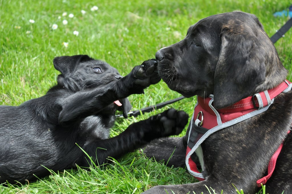 Ein bisschen Herumtollen gehört in der Hundeschule in Biere dazu. Natürlich lernen Vier- und Zweibeiner aber auch allerhand.