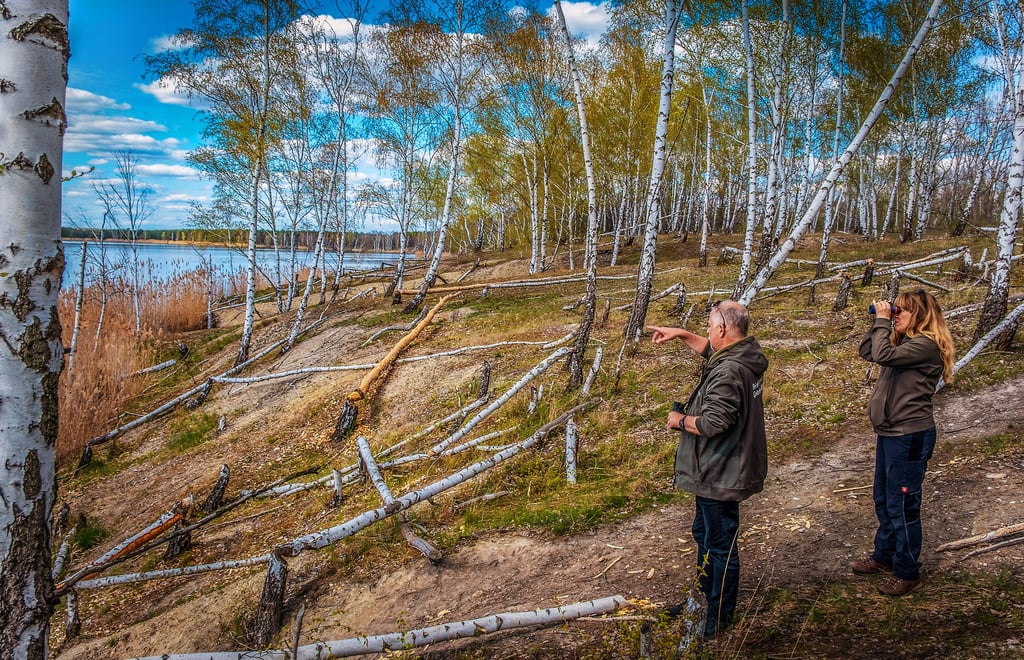 Mut zum Nichtstun: In der Goitzsche-Wildnis legt der Biber zahlreiche junge Bäume um. Die Naturschützer Ralf Meyer und Carol Höger greifen jedoch nicht ein.
