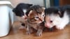 Diese drei Katzenbabys rettete das Tierheim aus der Mülltonne.