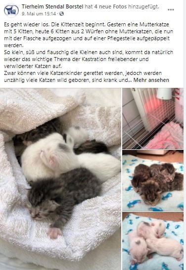 Katzenschwemme In Stendal: Tierschutzverein Wendet Sich Mit ...