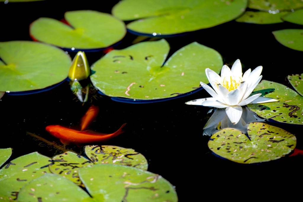 Goldfische und blühende Seerosen zieren den Teich im Garten.