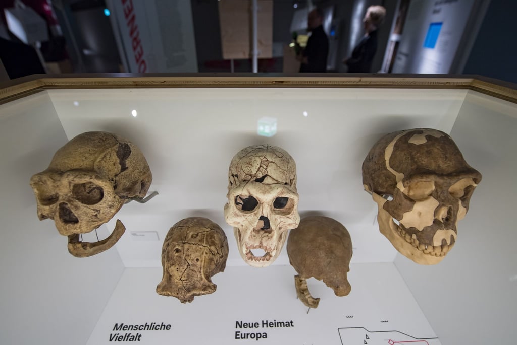 Schädelfragmente des Homo erectus sind im Staatlichen Museum für Archäologie in Chemnitz zu sehen.