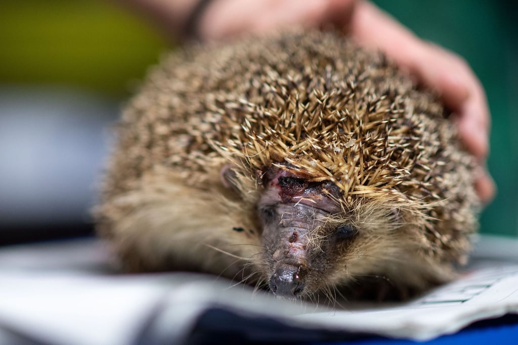 Ein Igel mit einer Kopfverletzung. Immer mehr Igel geraten unter messerscharfe Schneidetechnik. Der Deutsche Tierschutzbund warnt vor den Gefahren von Mährobotern für Igel.