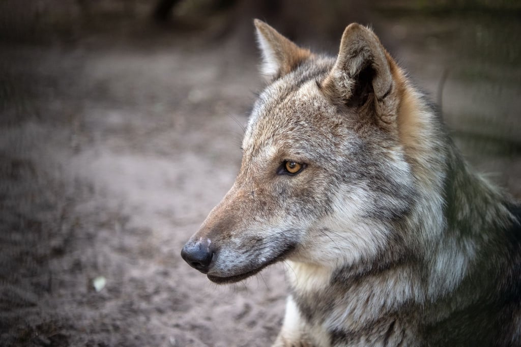 Ein Europäischer Grauwolf liegt in seinem Gehege.