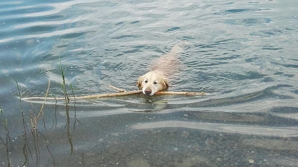 Golden Retriever Basco hat die Familie Feilhaber aus Schönebeck über 16 Jahre lang begleitet. Wasser war ohne Frage sein liebstes Element.