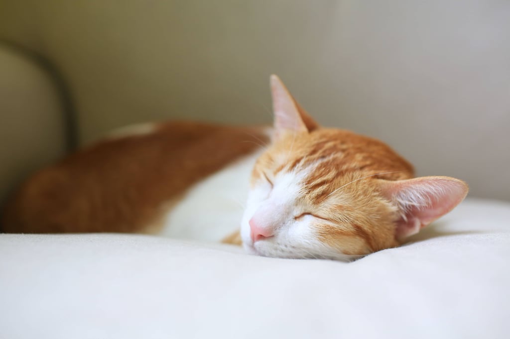 Eine schlafende Katze