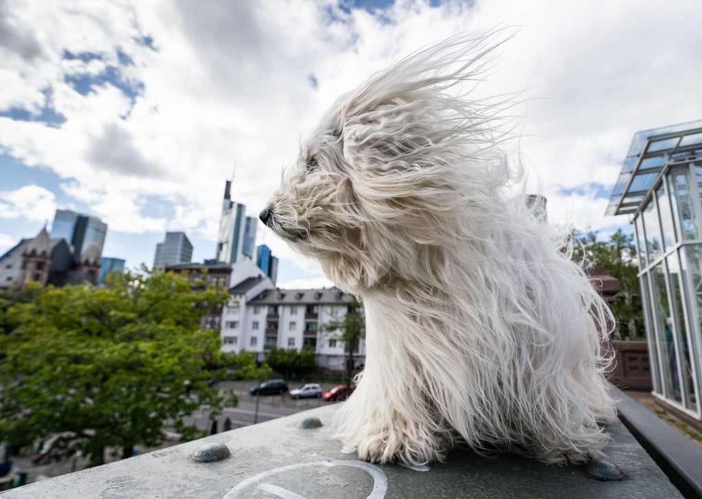 Hund der Rasse Coton de Tulear