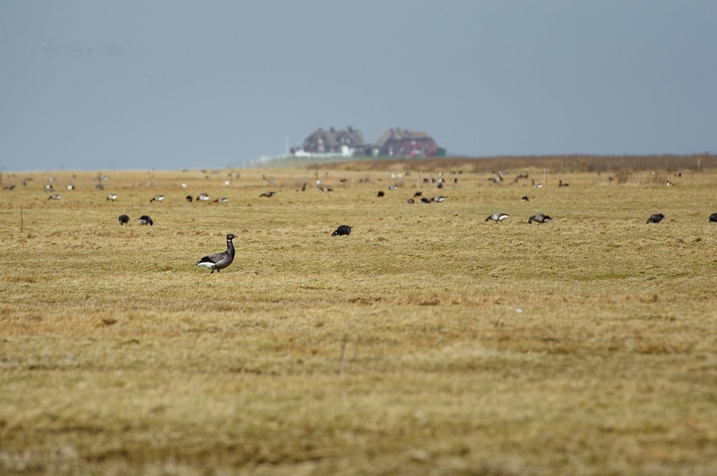 Im Nationalpark Wattenmeerregion werden Rast- und Brutvögel immer wieder durch frei laufende Hunde gestört.