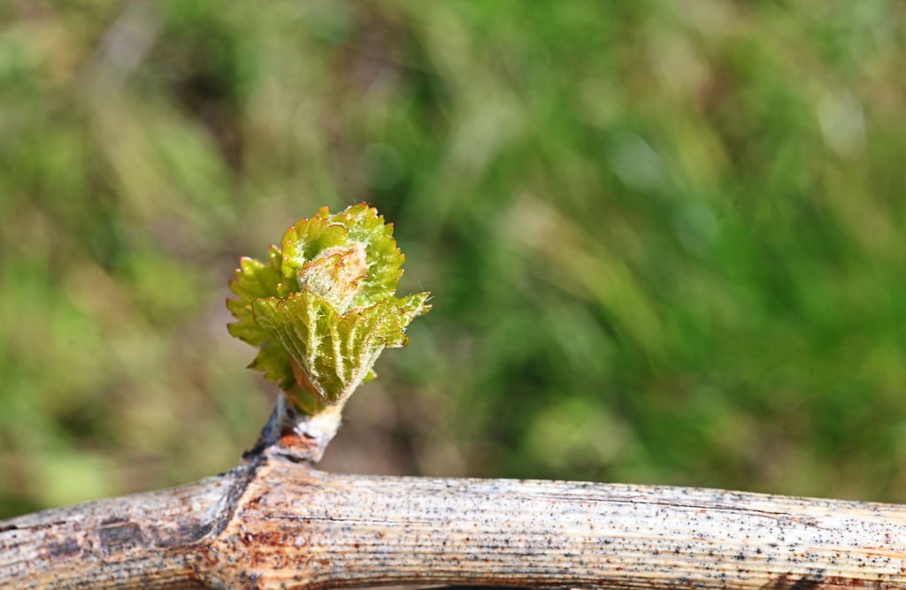 Zur Landesgartenschau bekommt Bad Dürrenberg einen Weinberg. (Symbolfoto)