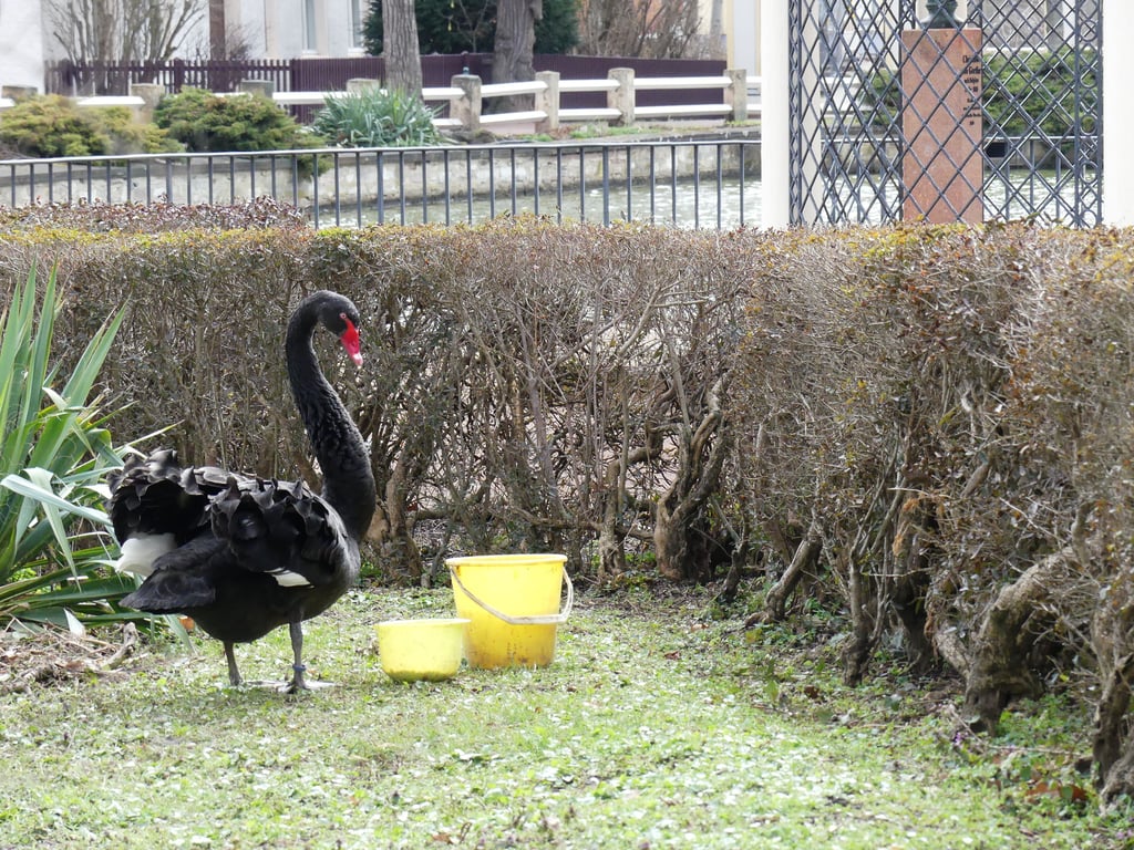 Der Lauchstädter Schwan wurde 21 Jahre alt