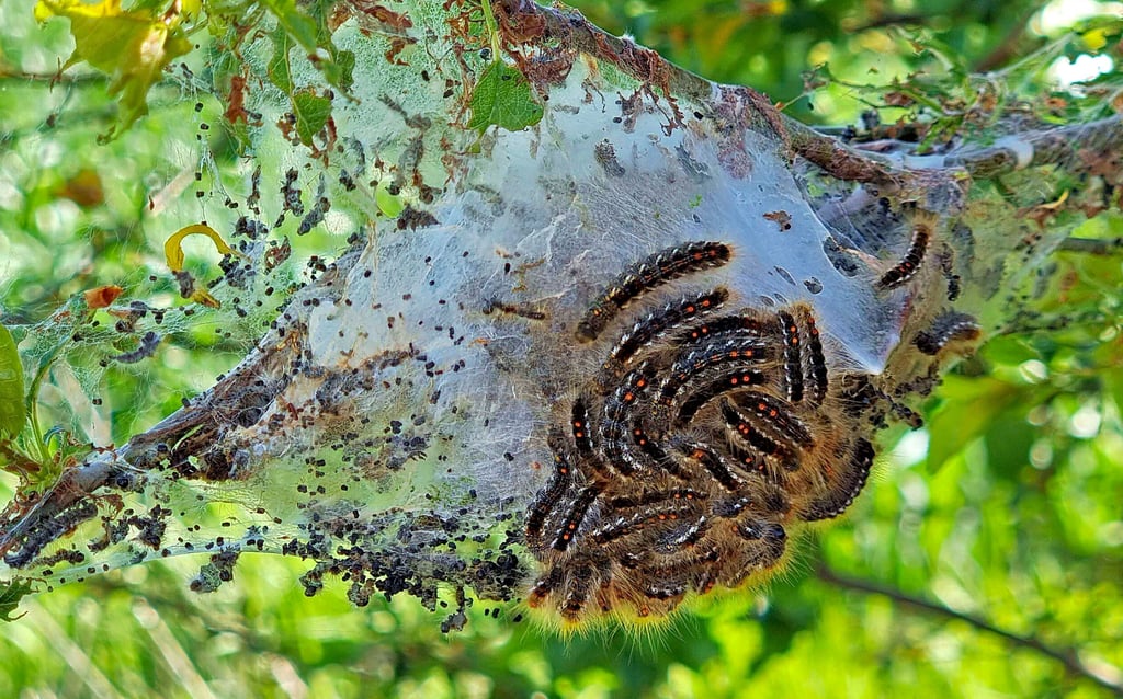 Die hungrige Meute macht sich über den Baum her. Die Experten wissen aber, dass die Bäume im Juni neu austreiben.