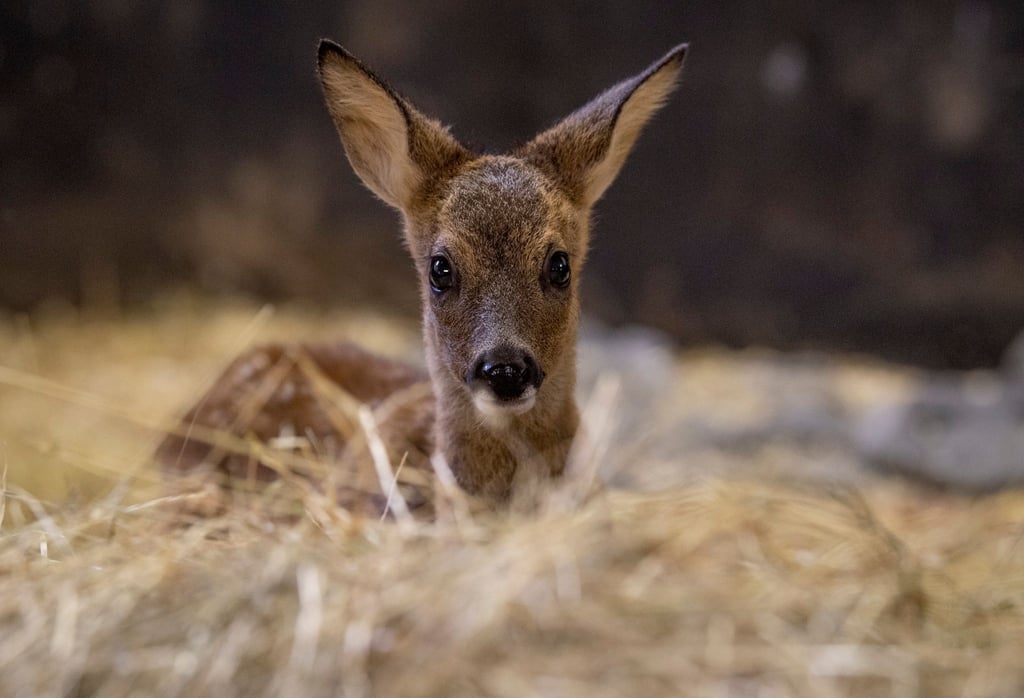 Ein Rehkitz beäugt die Besucher einer Wildtierstation.