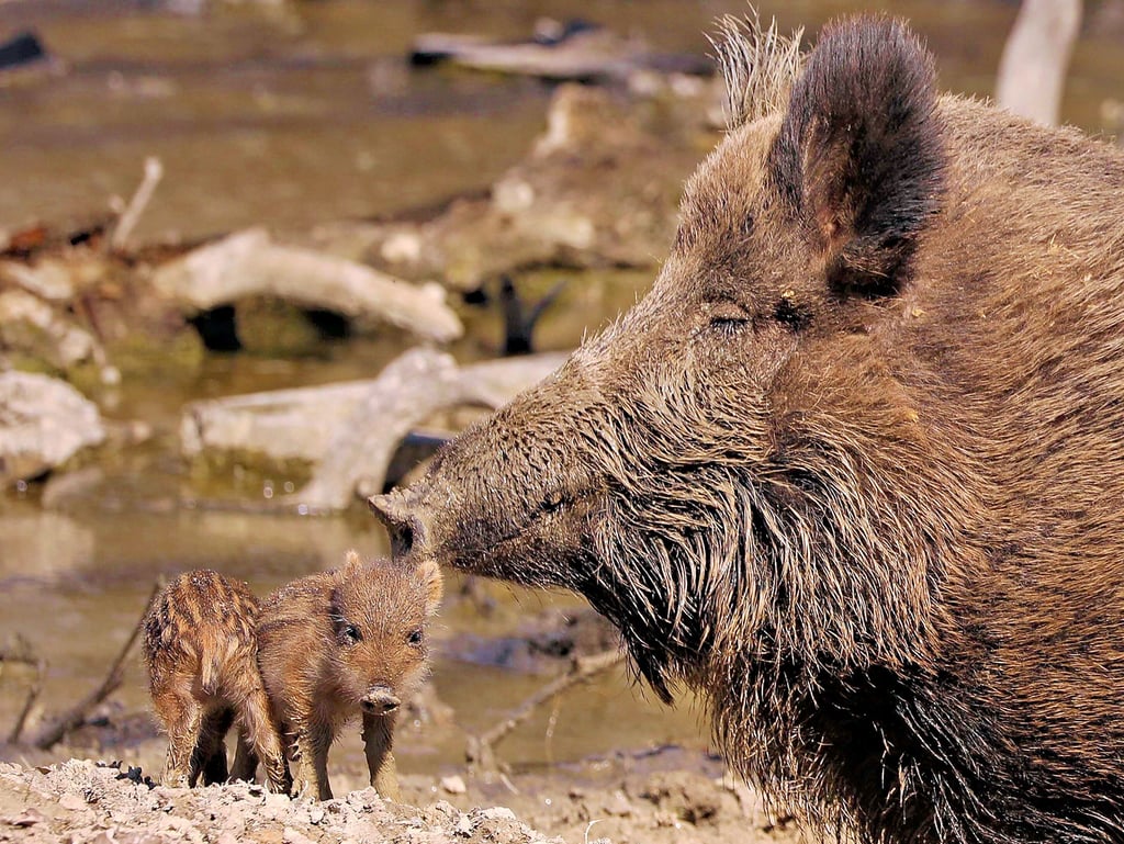Gutes Futter auf den Maisfeldern begünstigt die Vermehrung der Wildschweine, die dann wiederum für mehr Wildschäden auf den Feldern sorgen ? ein Problem für Jäger und Landwirte.