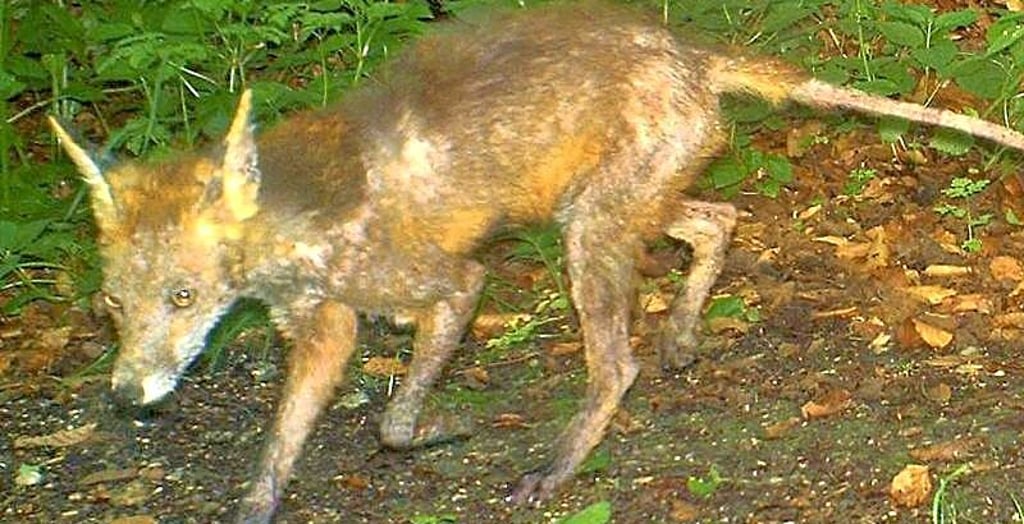 Dies ist ein Fuchs, der in Bayern mit Fuchsräude befallen war.